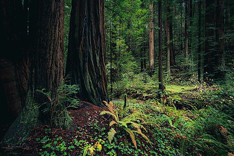 Coast redwood trees in Muir Woods National Monument, California.