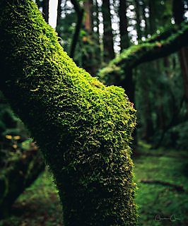 A vertical view of redwood trunks and forest light in Muir Woods National Monument, California.