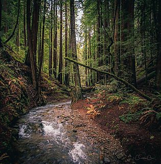 Redwood trees and forest floor in Muir Woods National Monument, California.