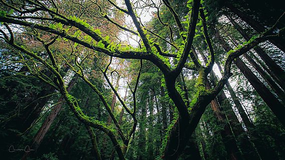 A wide view of the redwood canopy in Muir Woods National Monument, California.