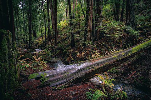 Coast redwoods along a path in Muir Woods National Monument, California.