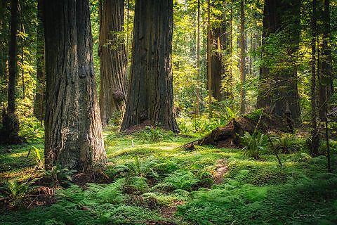 Redwood trunks rising in Redwood National Park, California.