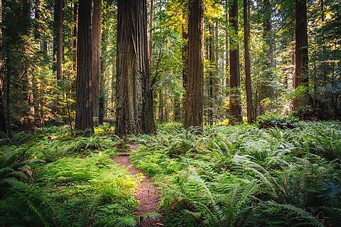 A corridor of redwoods in Redwood National Park, California.