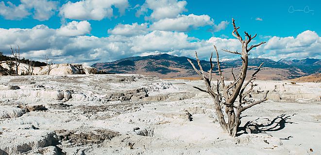 Angel Terrace at Mammoth Hot Springs, Yellowstone National Park, Wyoming.