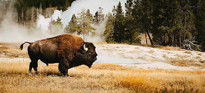 Thermal spring bubbles in Yellowstone National Park, Wyoming.